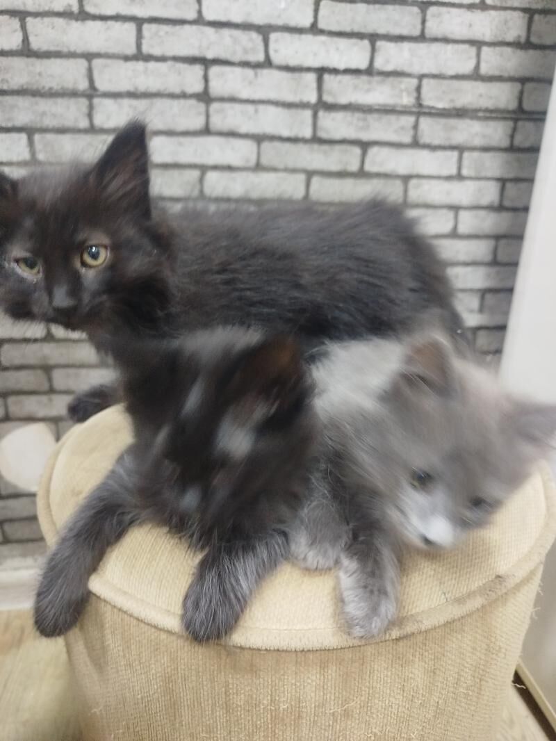 котята - Türkmenbaşy - img 5