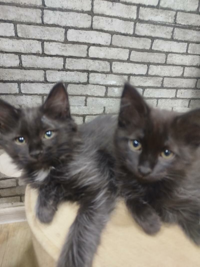 котята - Türkmenbaşy - img 4