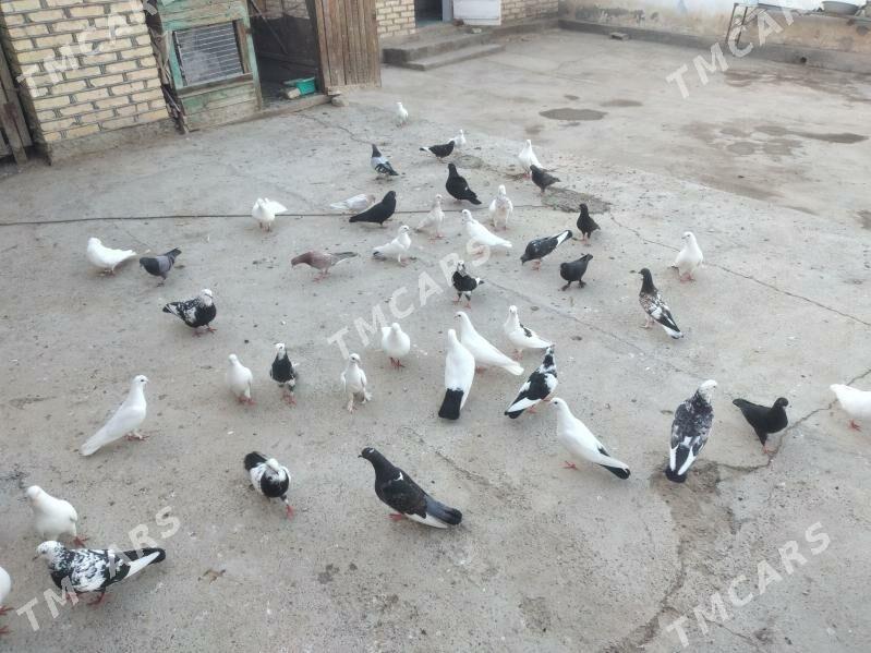 Kepderi - Мары - img 2