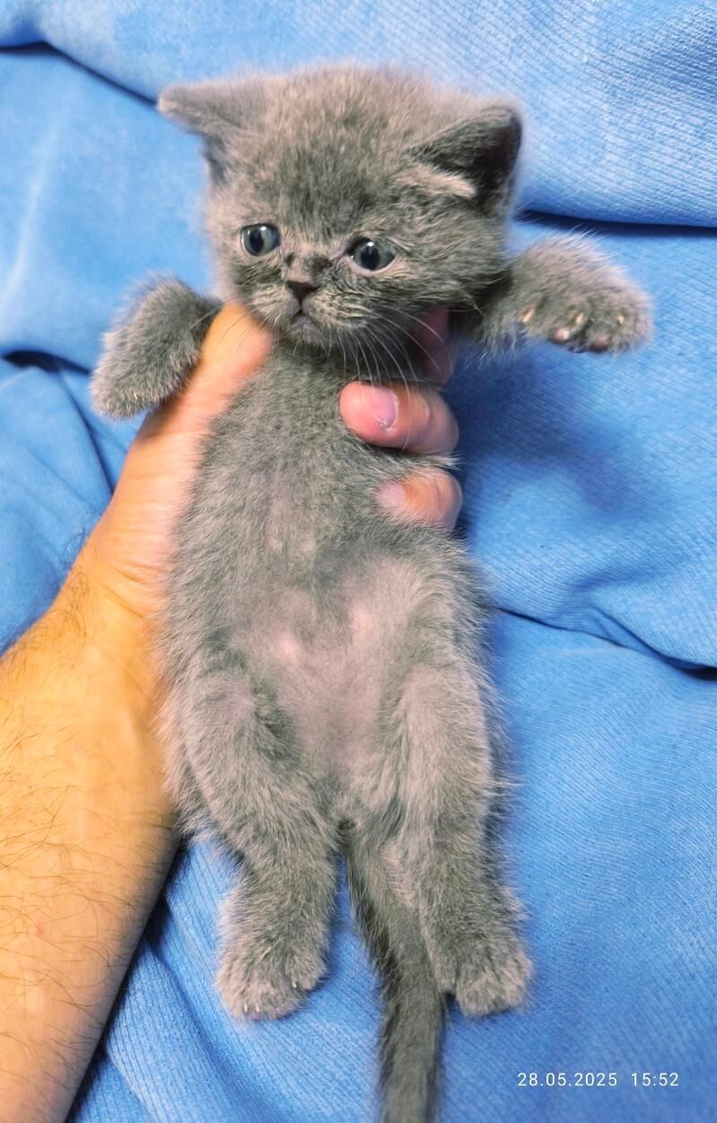 ШОТЛАНДСКИЕ КОТЯТА - Ашхабад - img 7