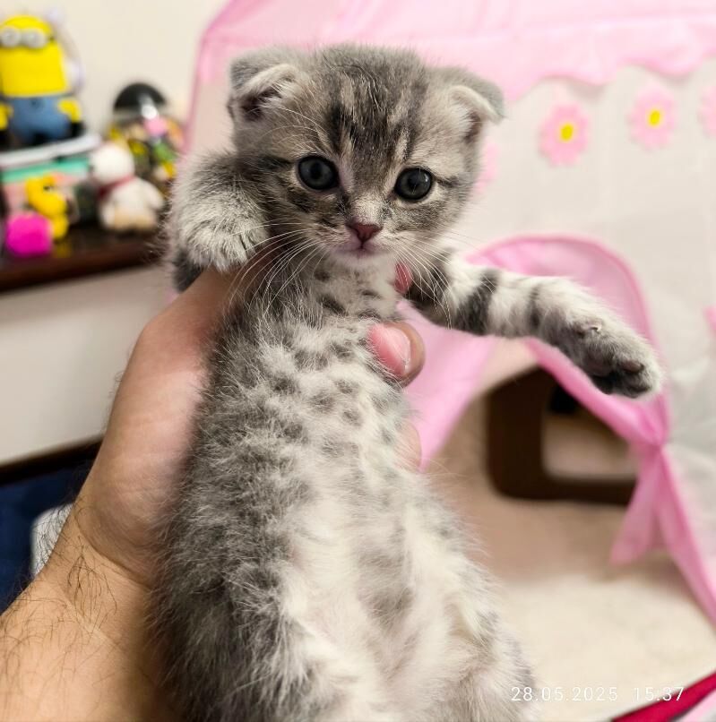 ШОТЛАНДСКИЕ КОТЯТА - Ашхабад - img 8