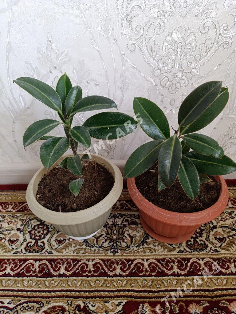 gül - Balkanabat - img 2
