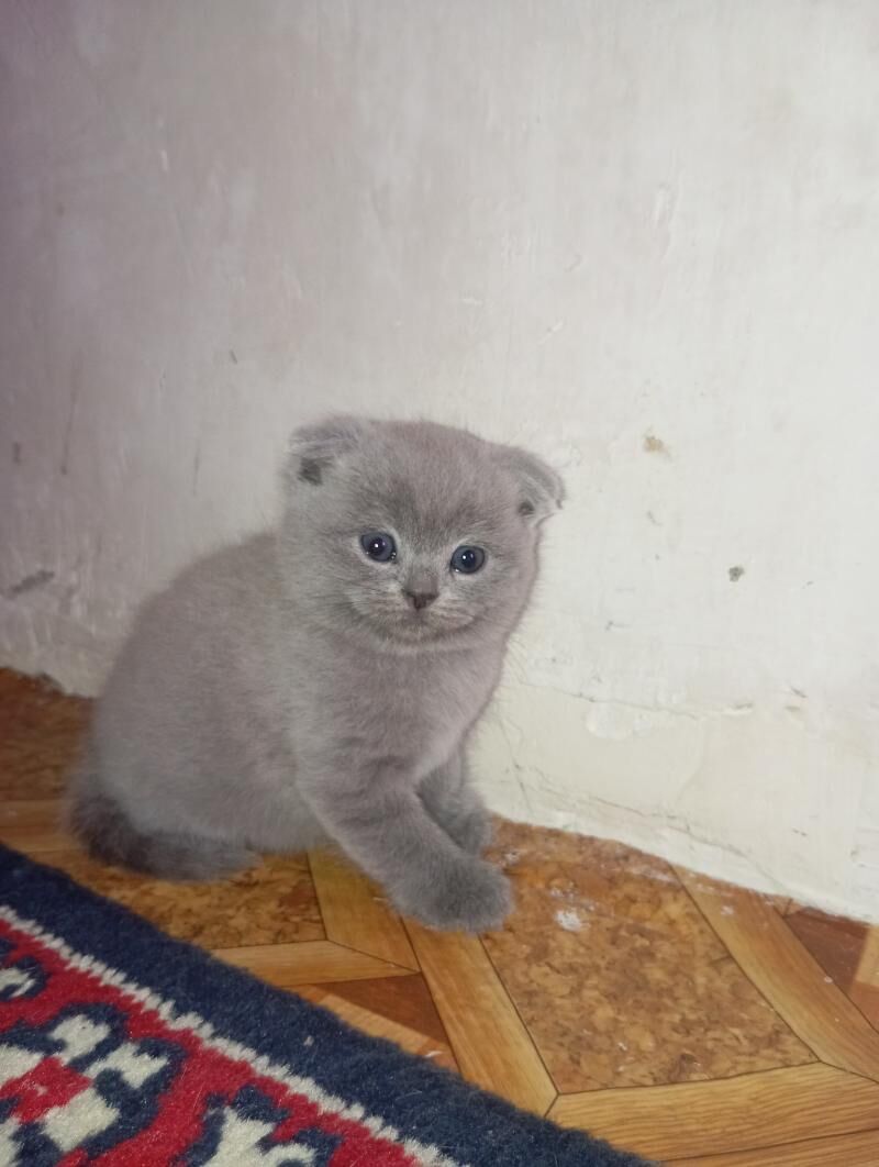 Котёнок - Mary - img 6