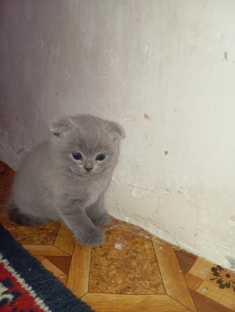 Котёнок - Mary - img 7