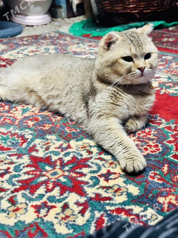 котенок вислоухий шотландский - Aşgabat - img 7