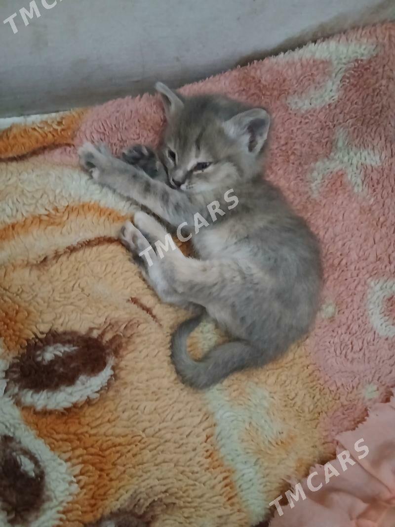 кот и кошка - Бузмеин ГРЭС - img 3