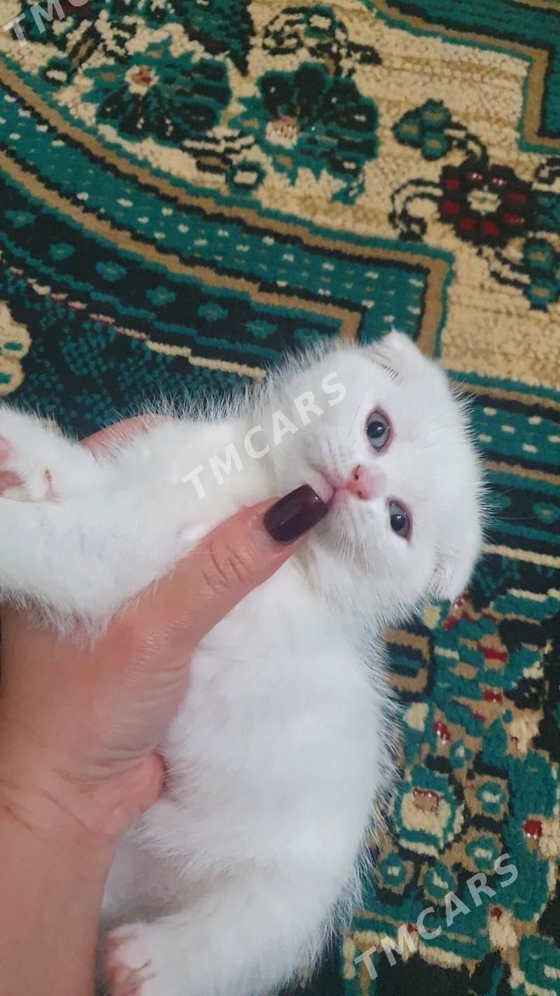 Шотландские котята - Aşgabat - img 2
