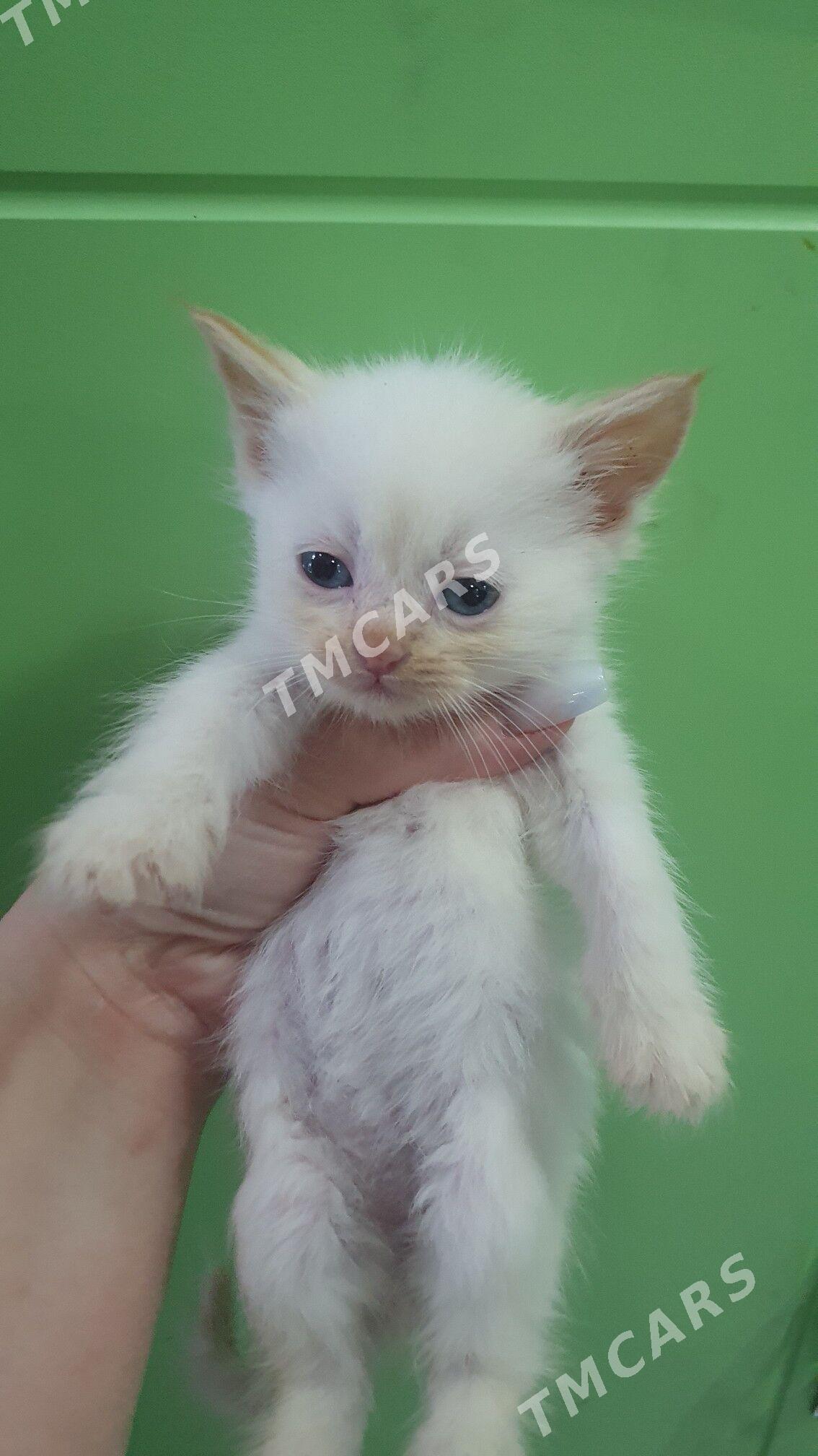 Шотландские котята - Ашхабад - img 2
