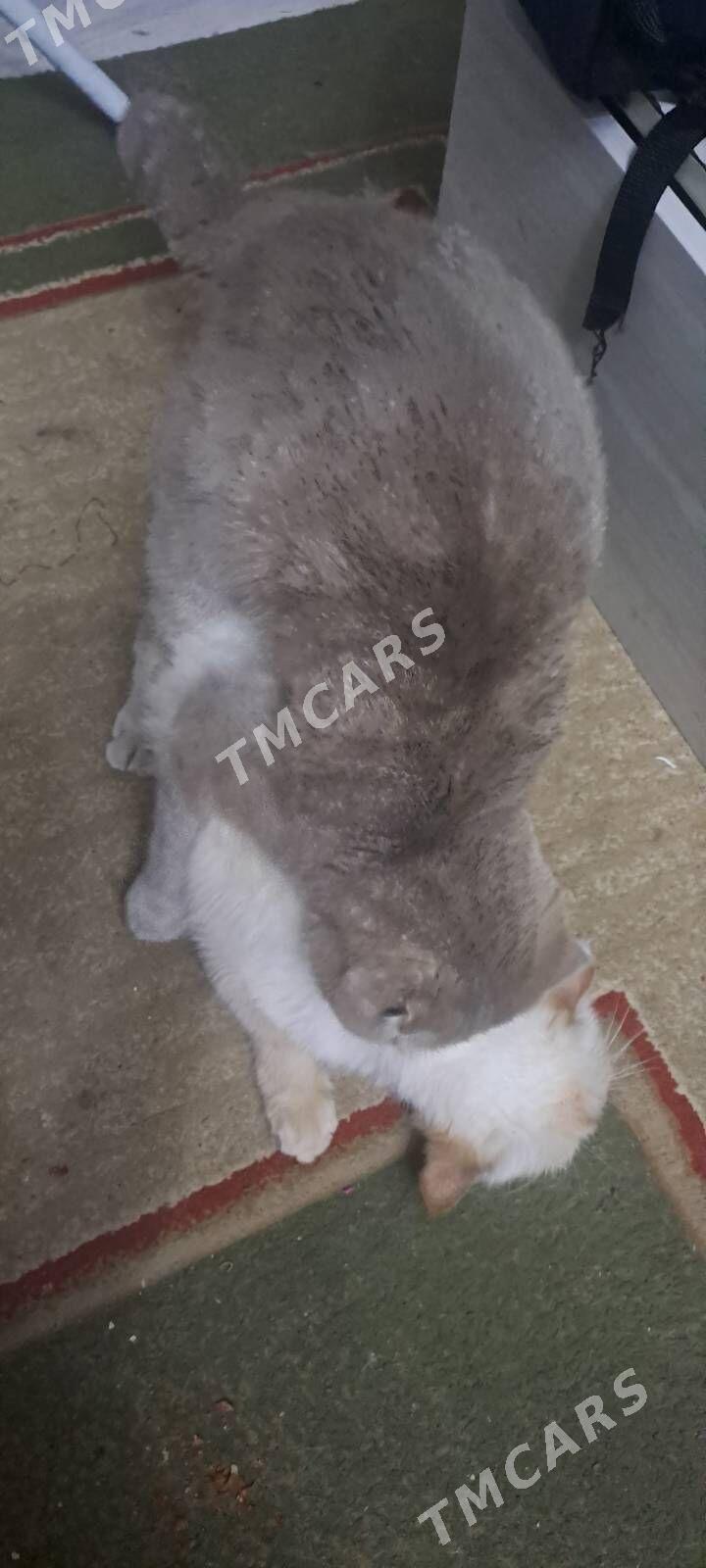 Шотландские котята - Ашхабад - img 8