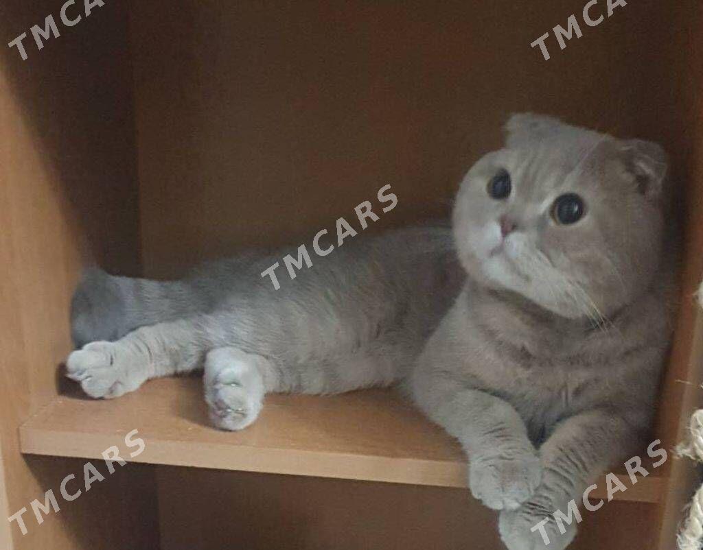 Шотландские котята - Ашхабад - img 7