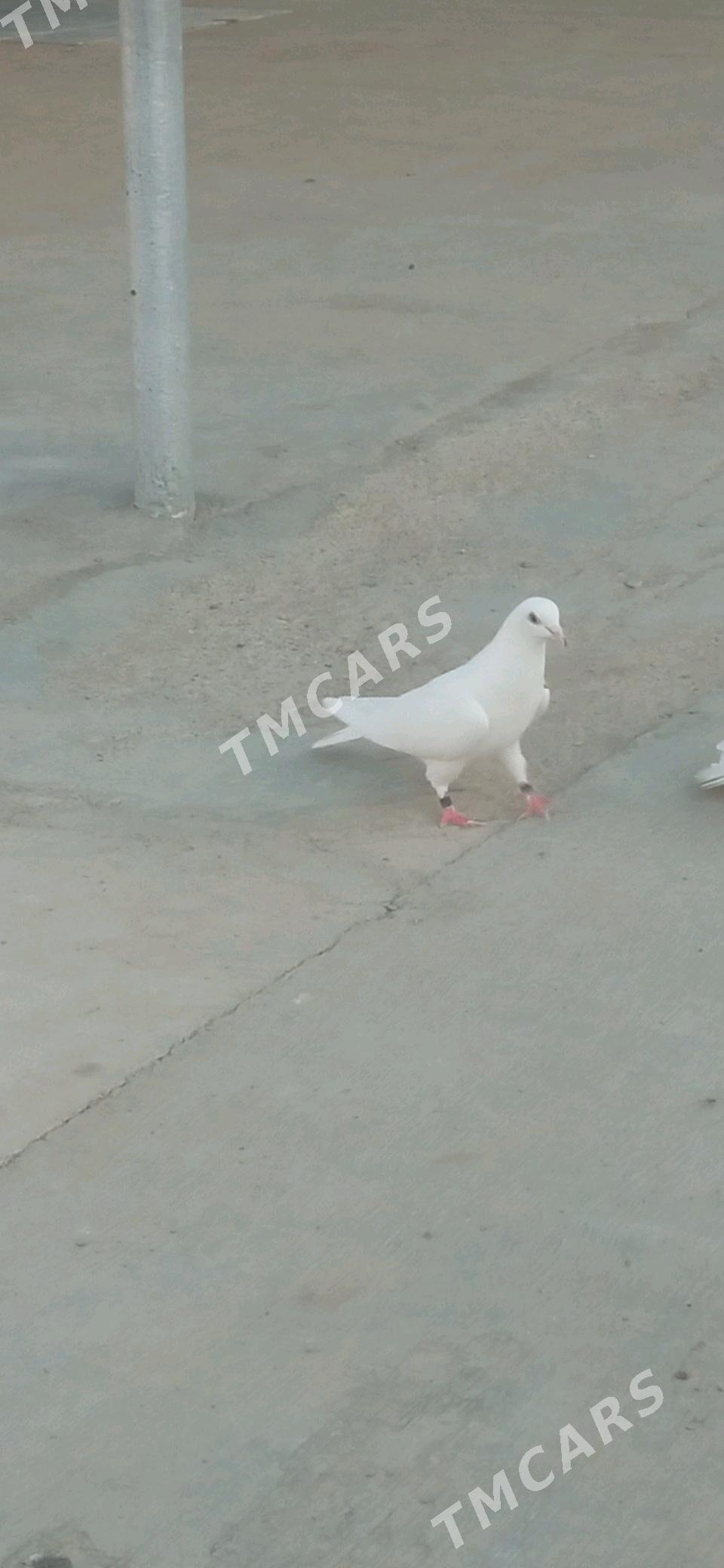 ak gus cunki gara - Gyzylarbat - img 2
