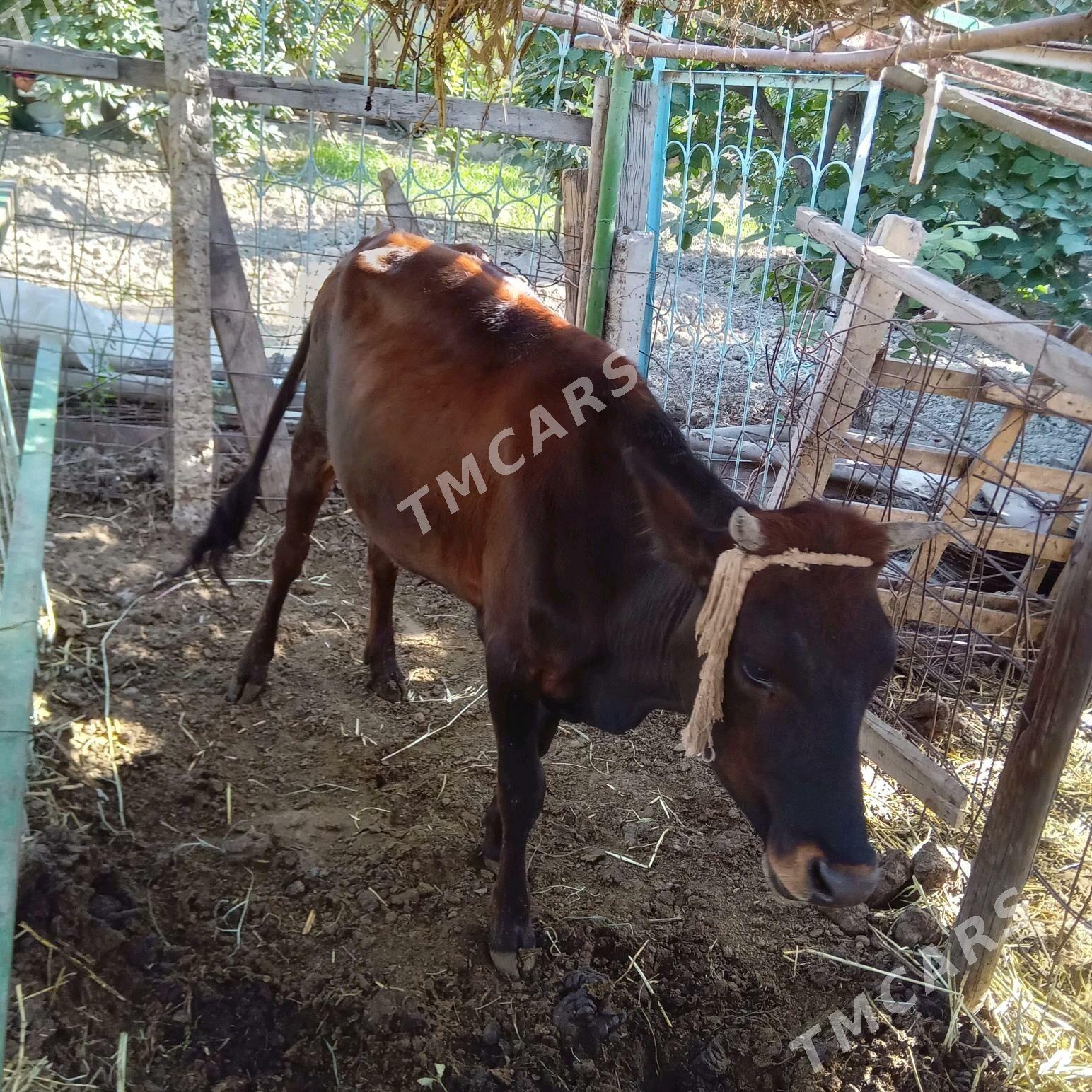 ÝAŠ ÝARYM TÜWE - Гёкдепе - img 2