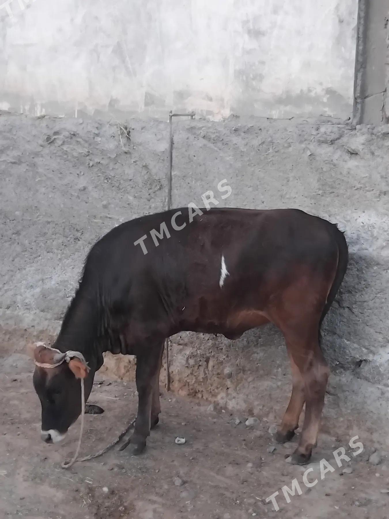 tuwe - Çoganly - img 2