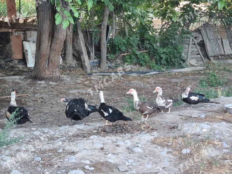 indautka horaz makileri - Aşgabat - img 3