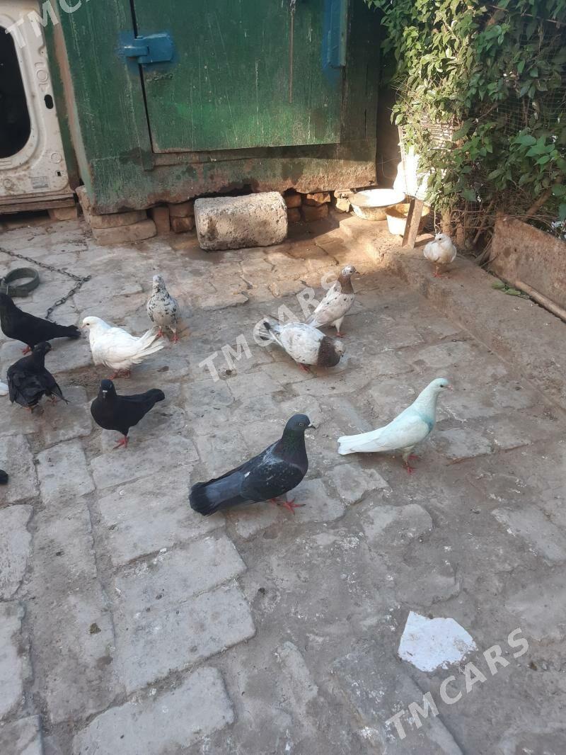 kepderler - Türkmenabat - img 3