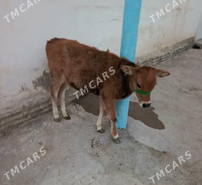 Göle - Balkanabat - img 2