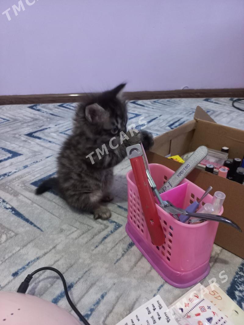 котёнок - Mary - img 3