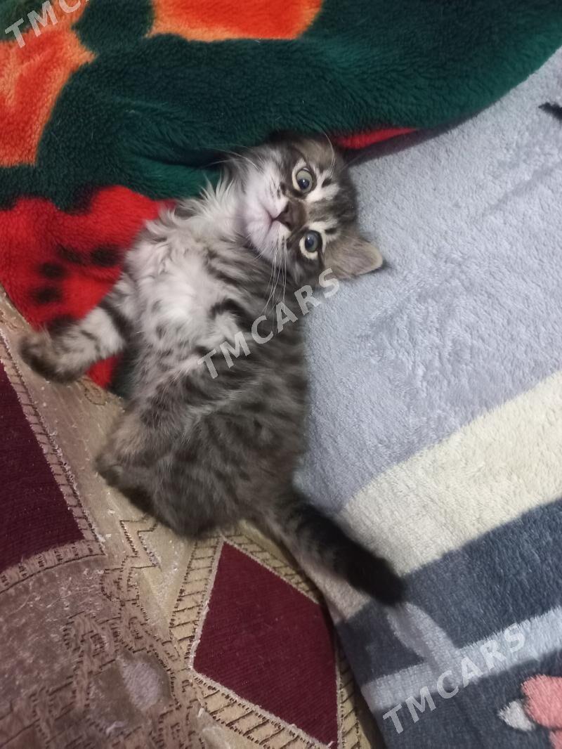 котёнок - Mary - img 2