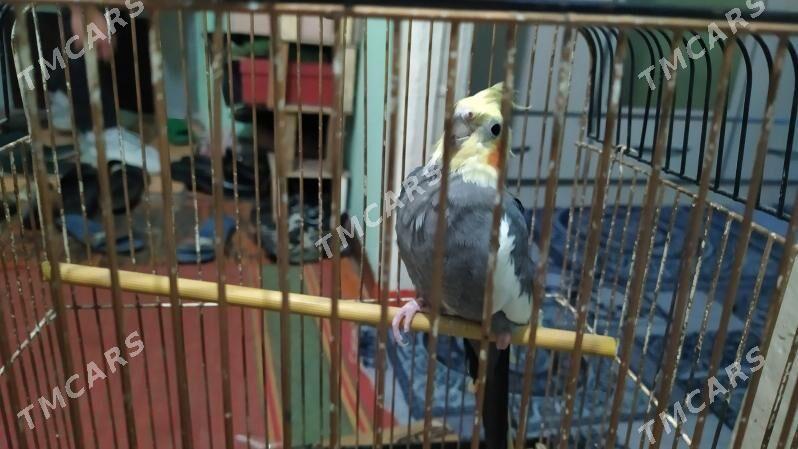 Papugay - 9 мкр - img 2