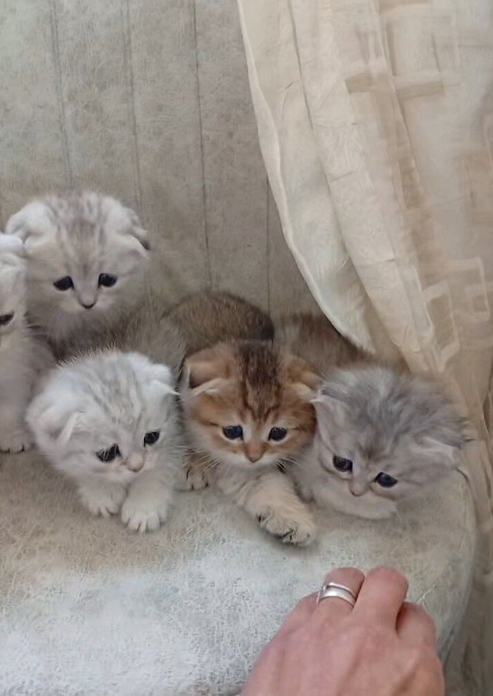 Шотландские котята - Ашхабад - img 10