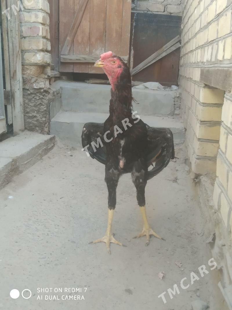 Horaz jüje - Türkmenabat - img 3