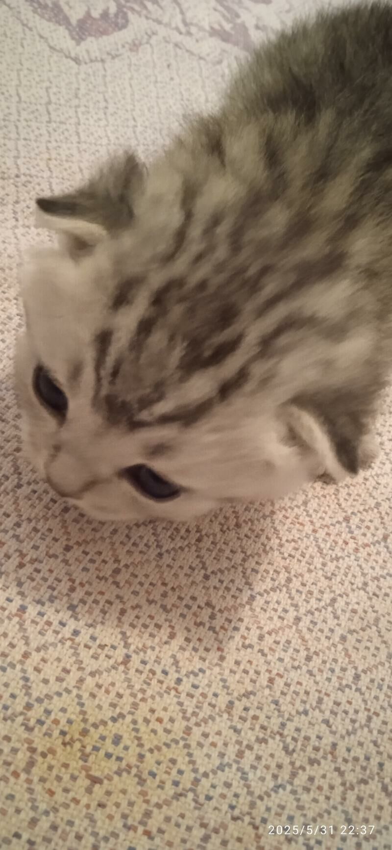 Котёночки вислоушки - Туркменабат - img 2