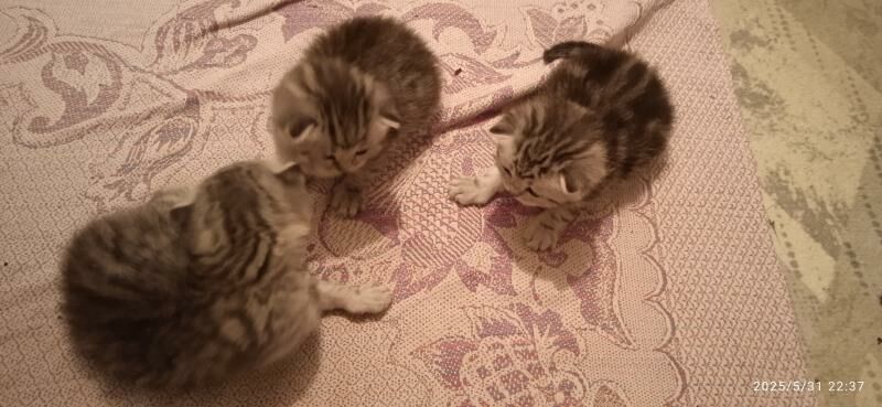 Котёночки вислоушки - Туркменабат - img 7