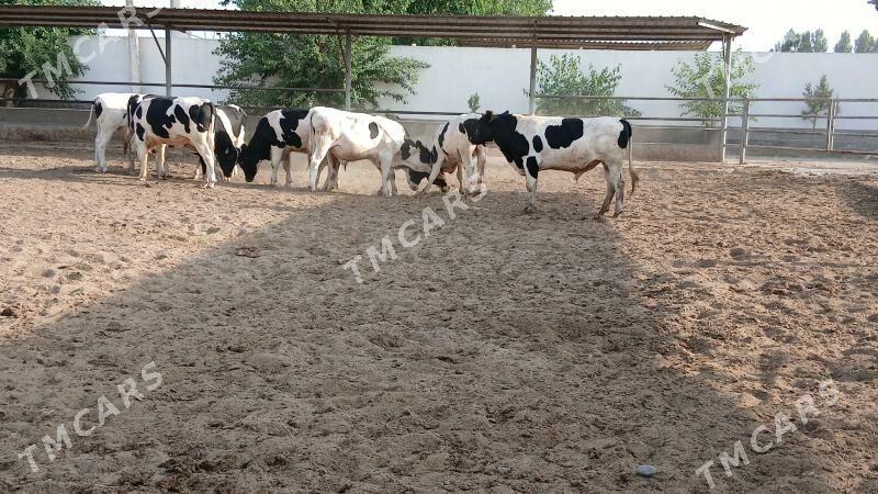 Galşteÿin Kelek okùzler - Garadamak - img 3