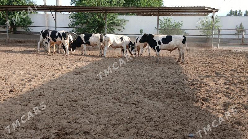 Galşteÿin Kelek okùzler - Garadamak - img 5