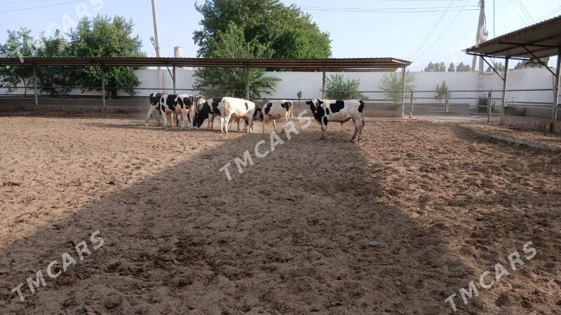 Galşteÿin Kelek okùzler - Garadamak - img 7