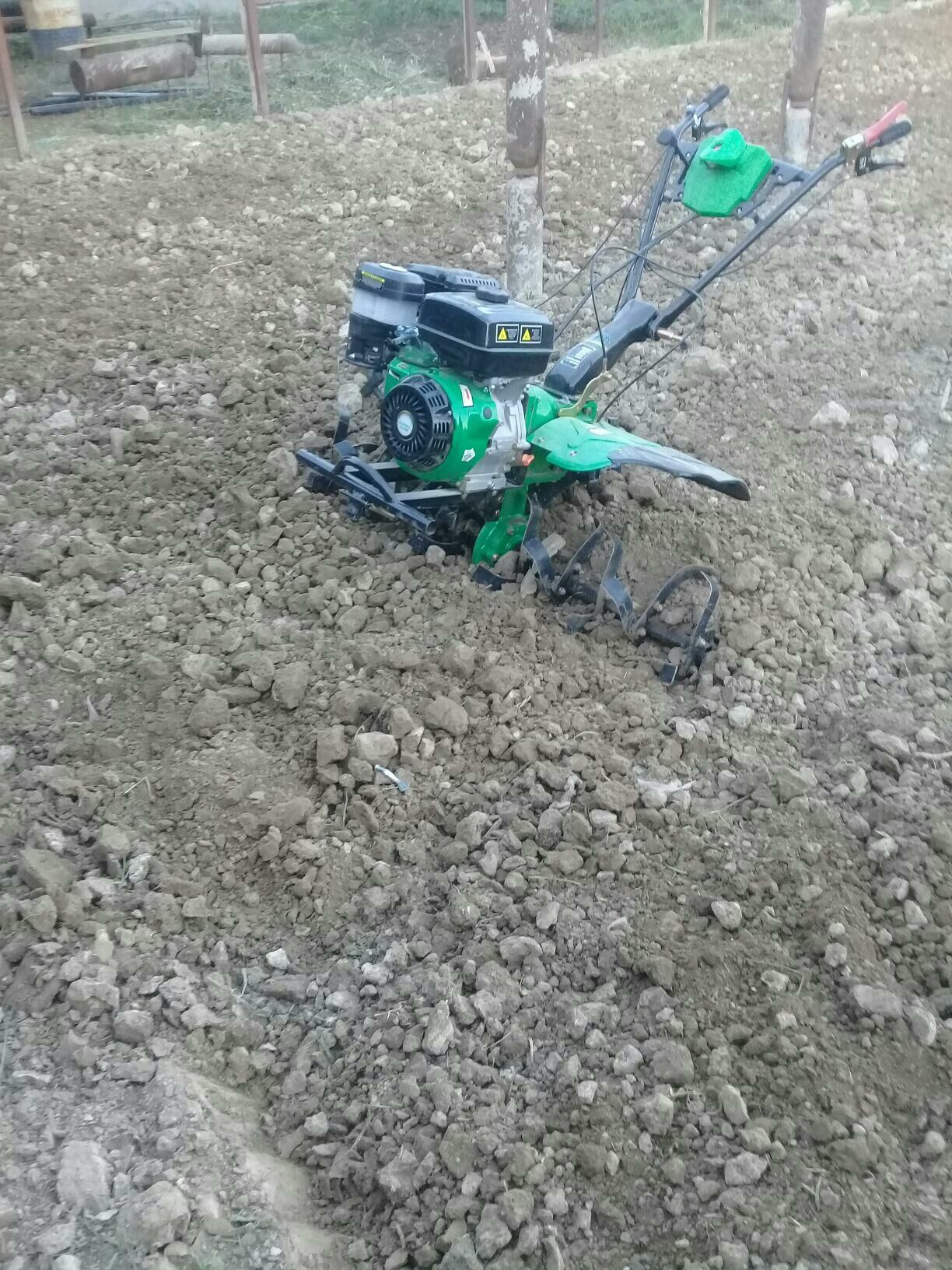 Yer depyan suryan - Ak bugdaý etraby - img 3