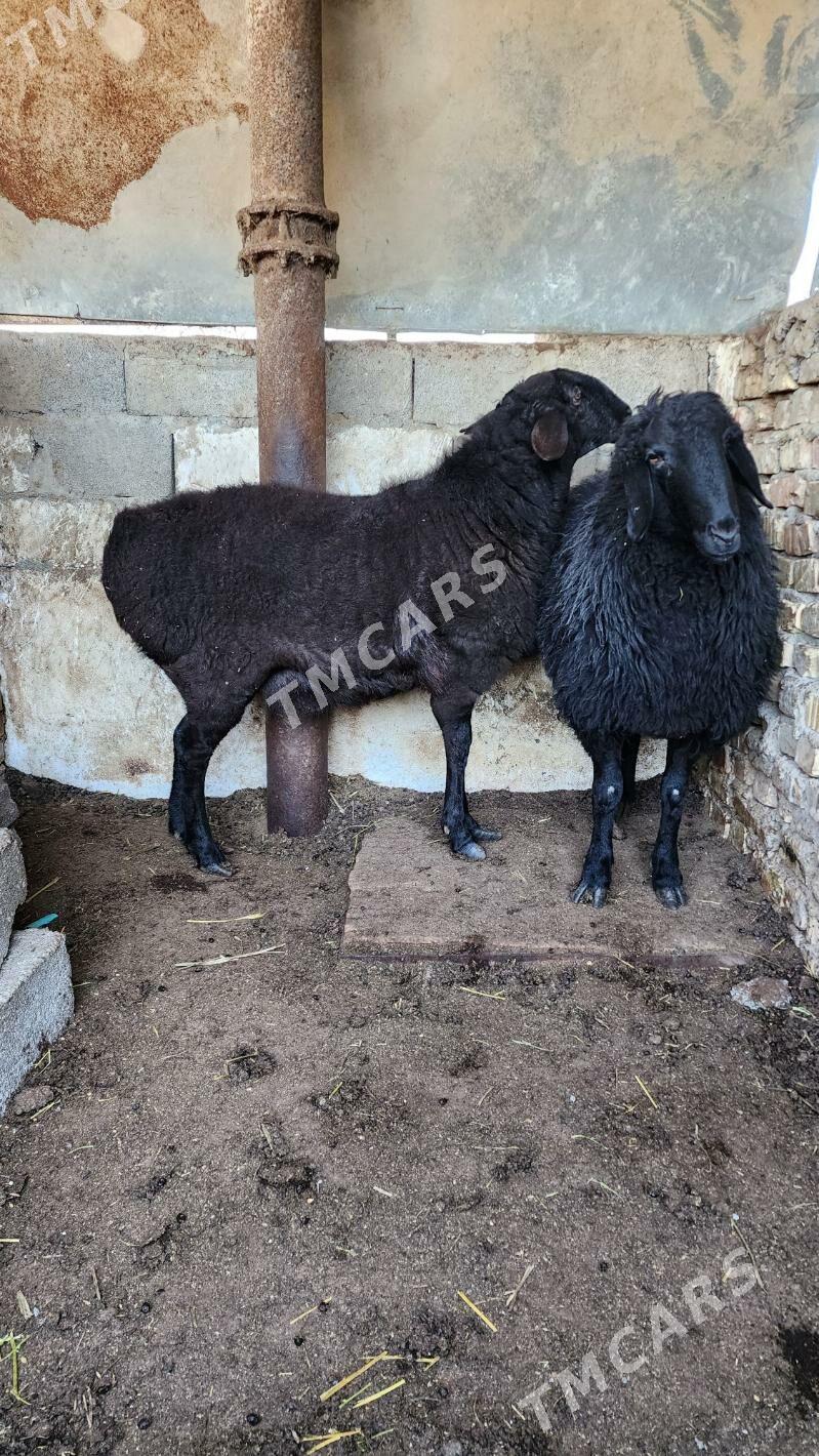 Issek Oweç - Ашхабад - img 2