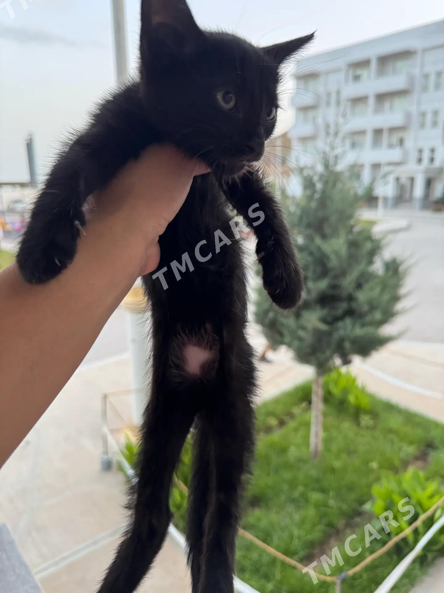 pisik - Türkmenbaşy - img 1