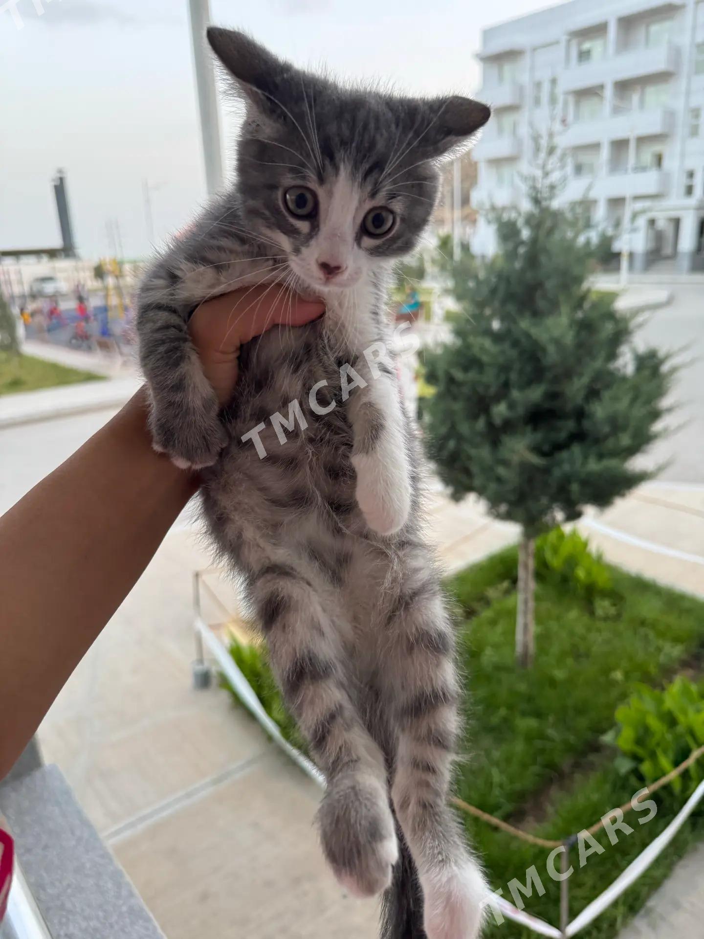 pisik - Türkmenbaşy - img 3