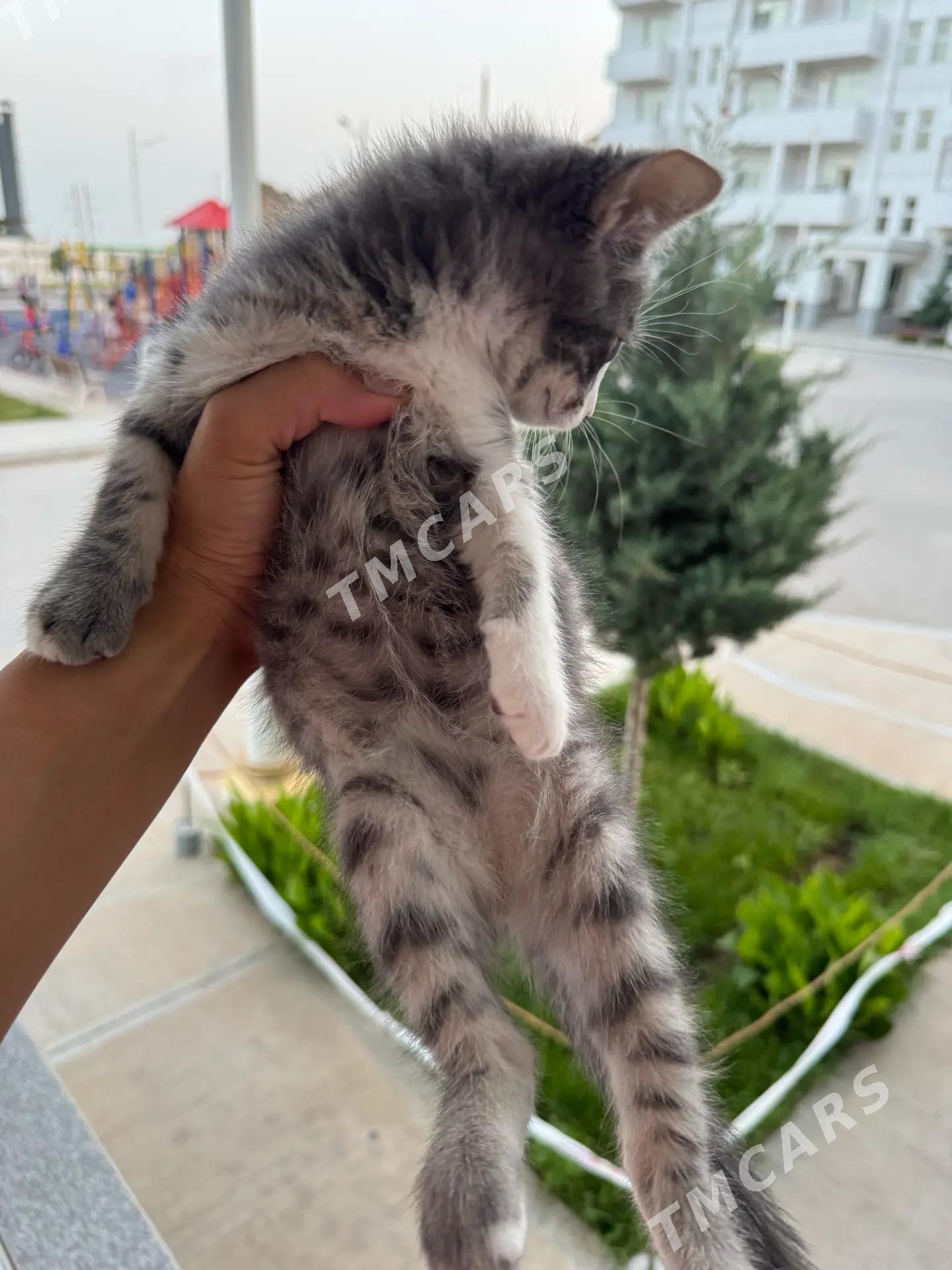 pisik - Türkmenbaşy - img 2