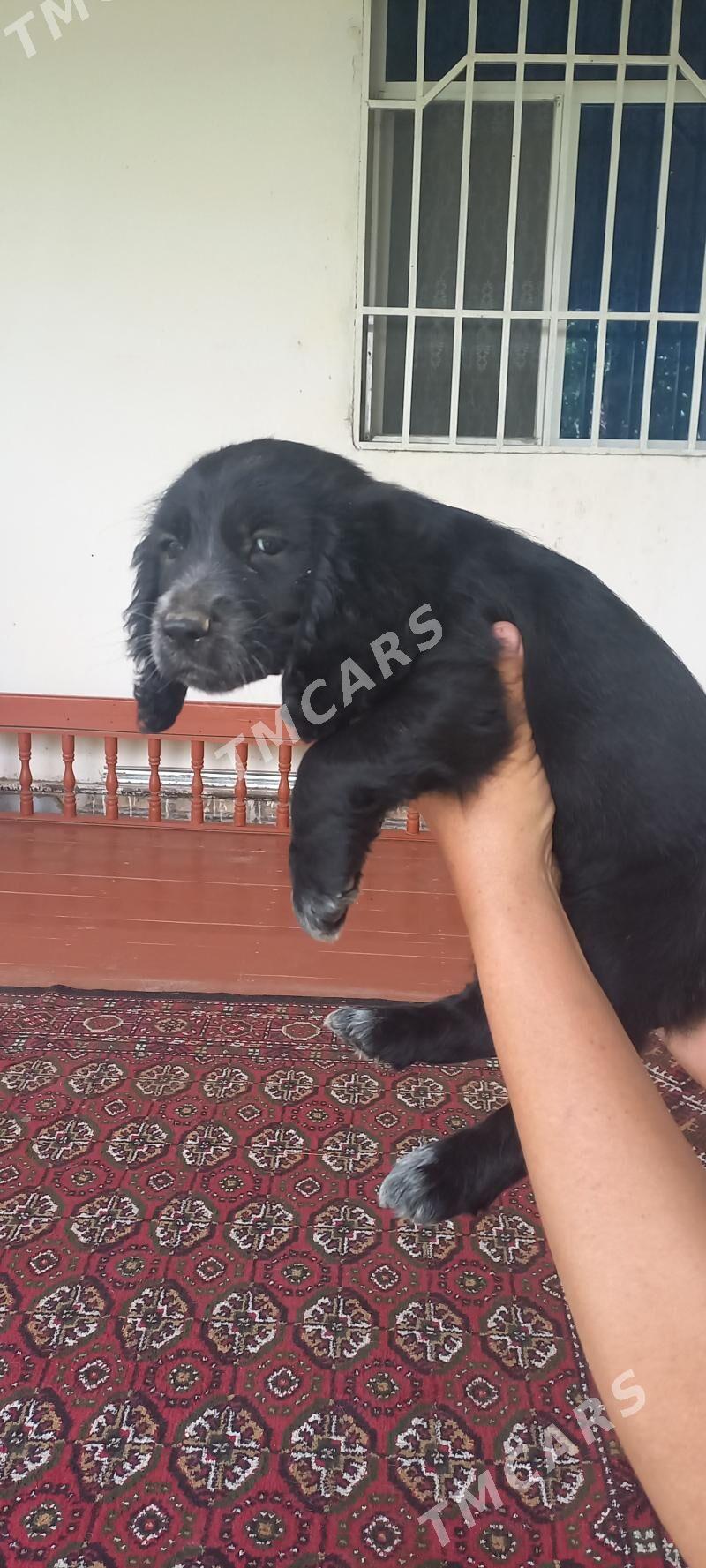 Arassa  rus  spaniel - Daşoguz - img 2