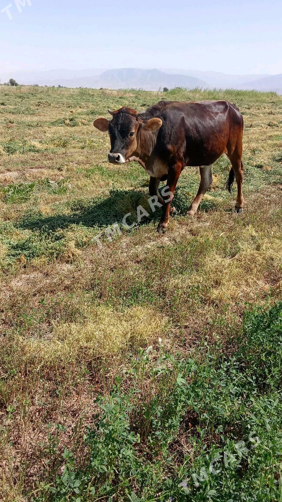 göle - Gökdepe - img 2