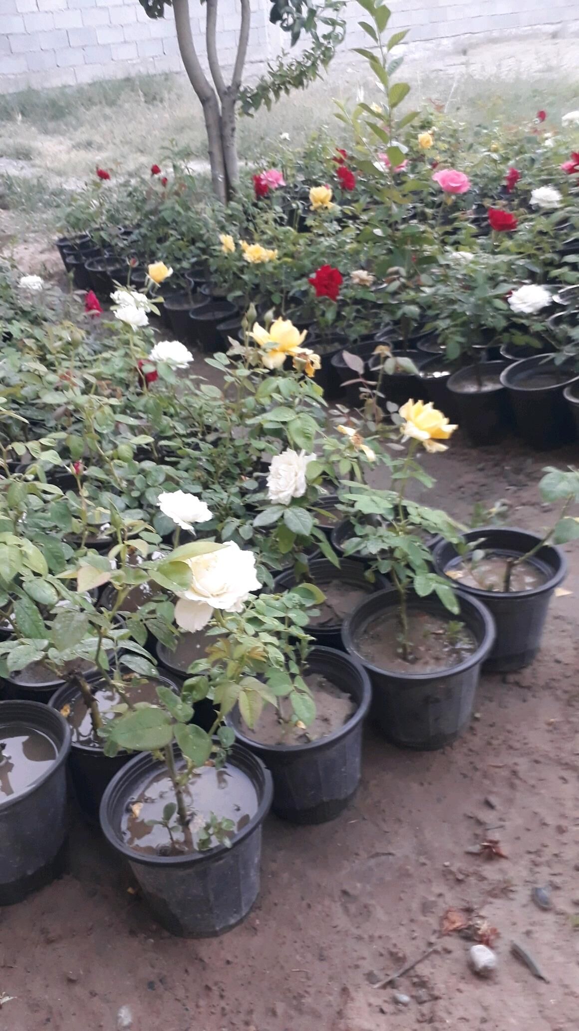 bvl - Aşgabat - img 2