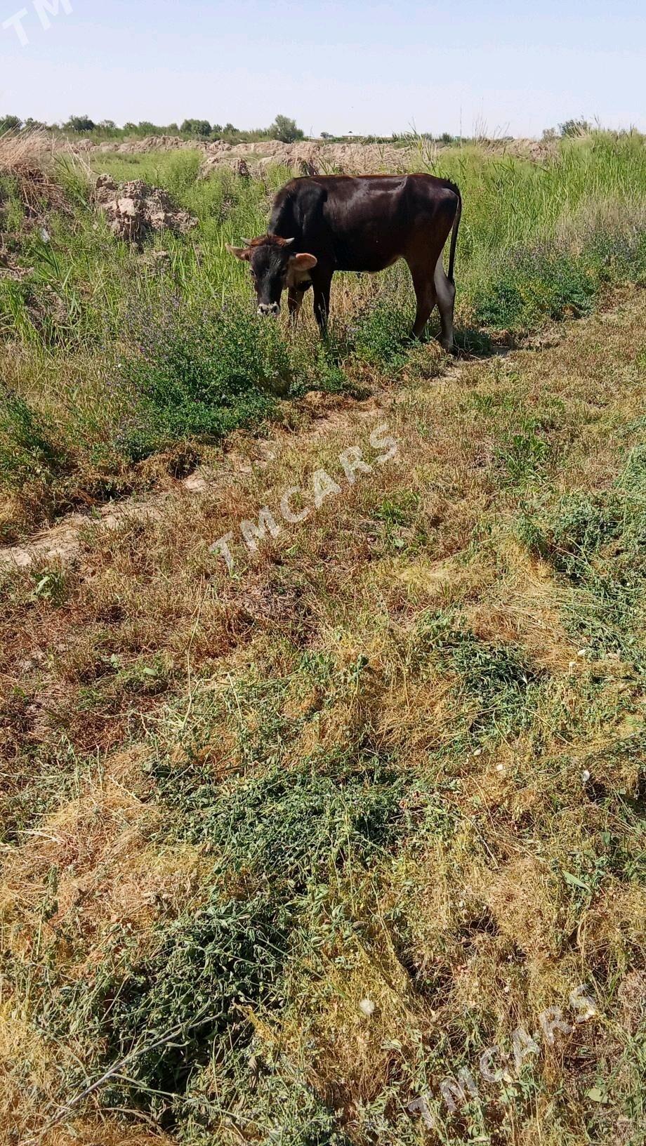 göle - Gökdepe - img 1