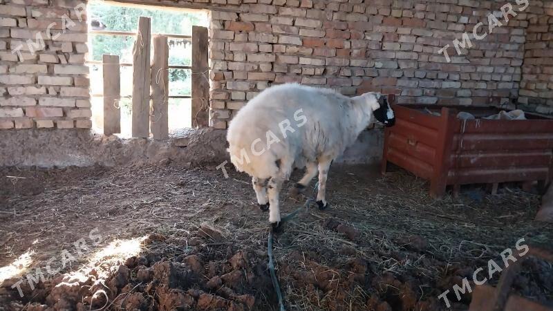 Goç - Çärjew - img 2