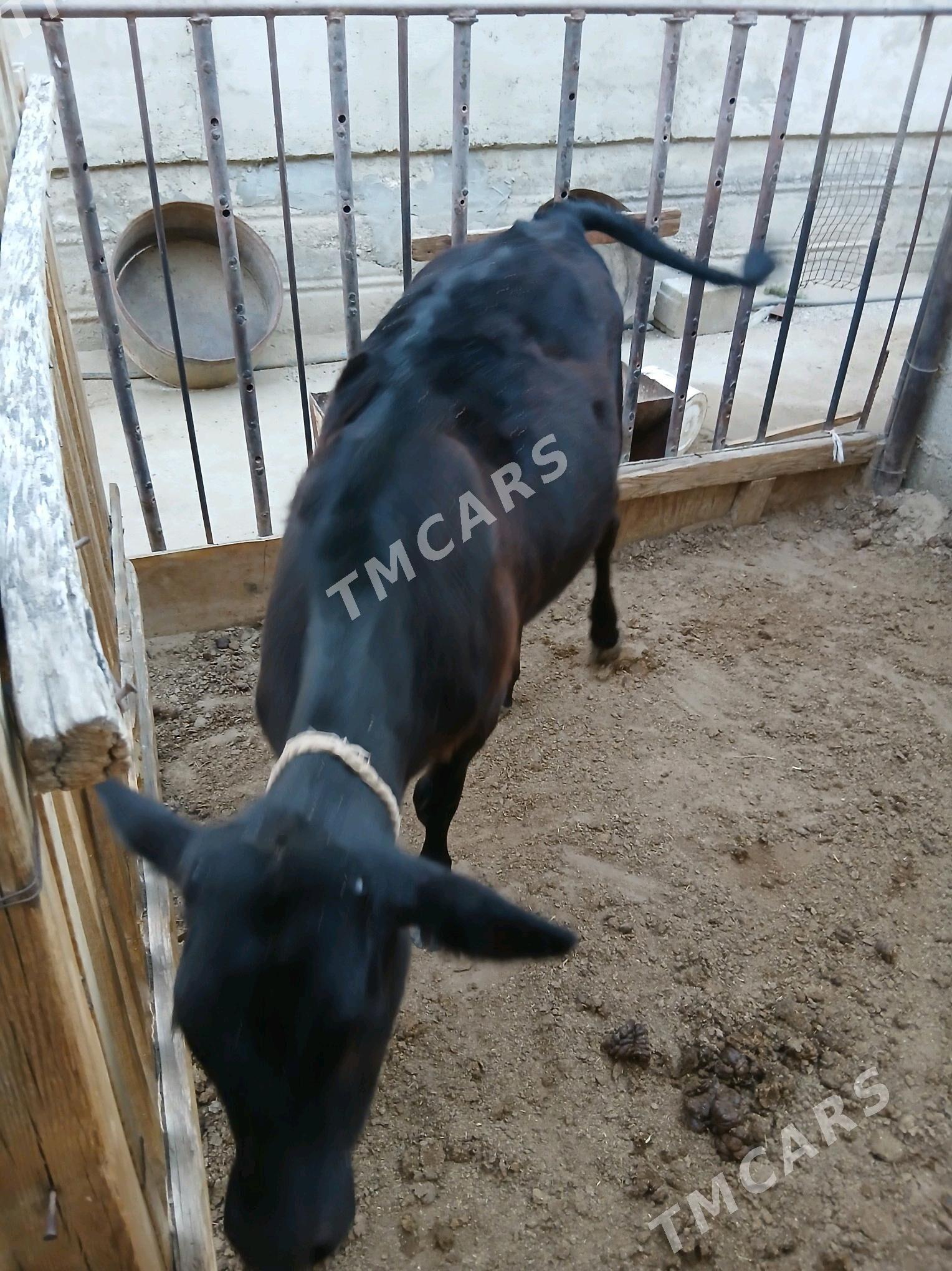 tüwe - Джебел - img 2