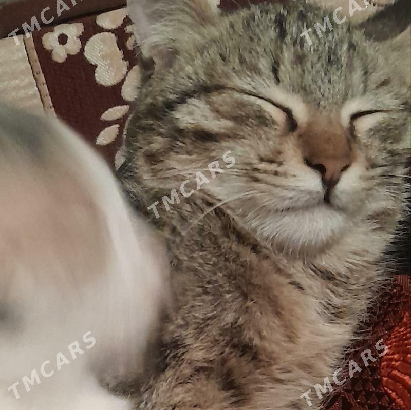pişik yitdi - Daşoguz - img 1
