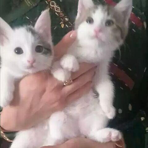 котята - Ашхабад - img 2