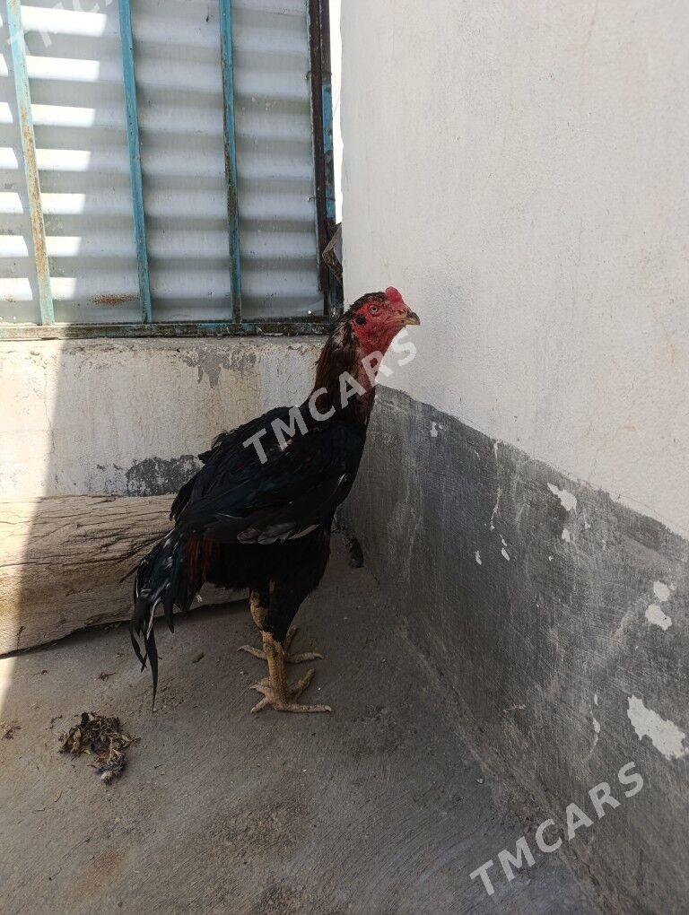 horaz - Çoganly - img 2