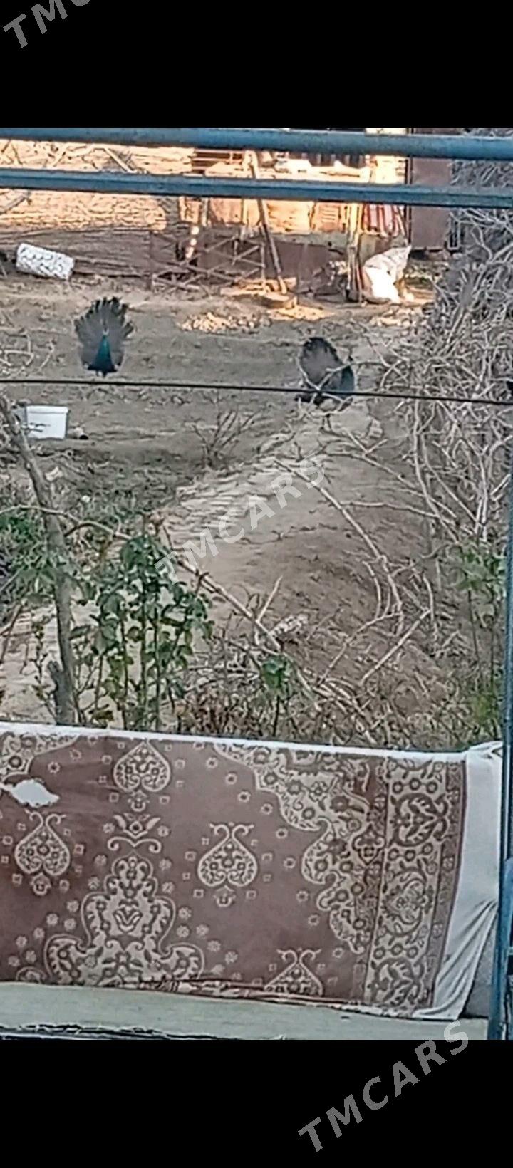Tawus guşy 4si bile - Сакарчага - img 5