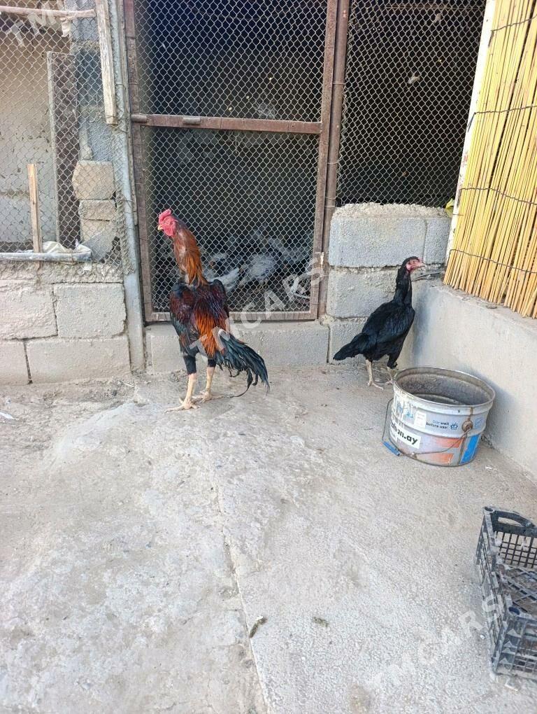 Taşgent - Aşgabat - img 5