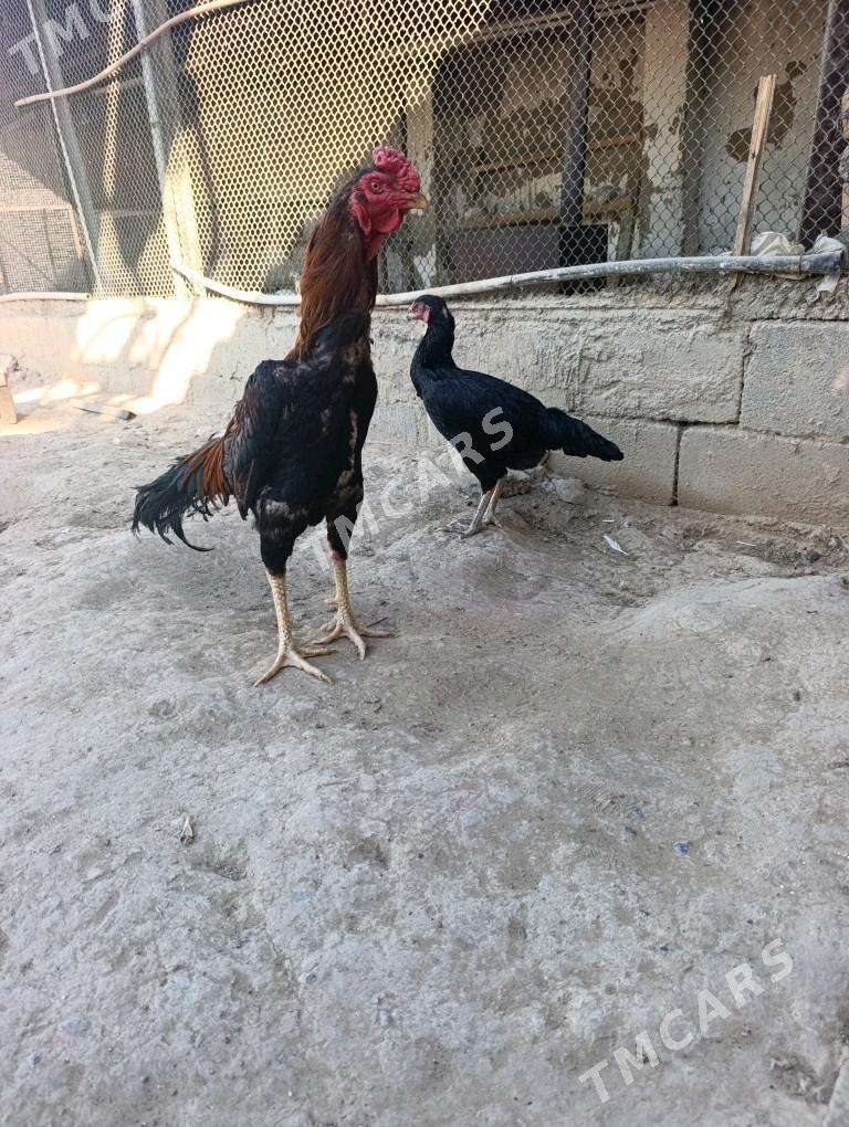 Taşgent - Aşgabat - img 2