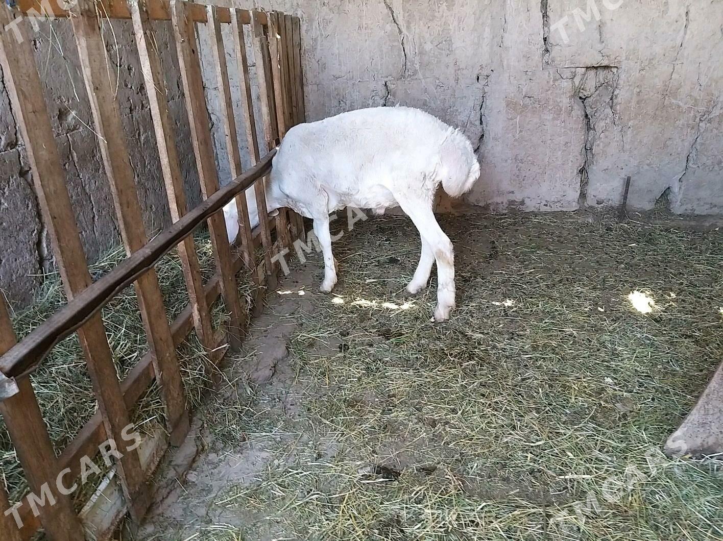 goyun - Çärjew - img 2