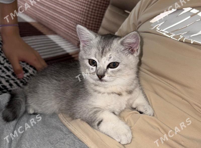 Котенок - Aşgabat - img 2