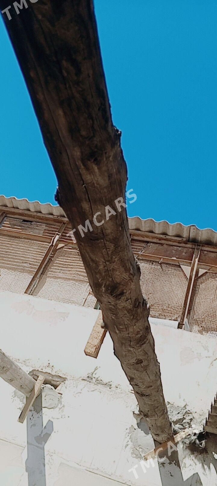 Ağaç - Дашогуз - img 2